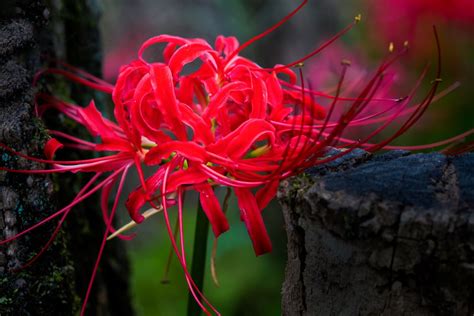 red spider lily meaning|red spider lily poisonous.